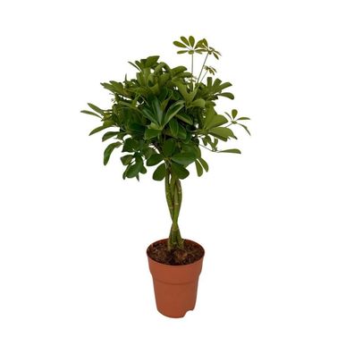 Schefflera Compacta - Zimmerpflanze - Höhe: 80cm - Topfgröße: 19cm