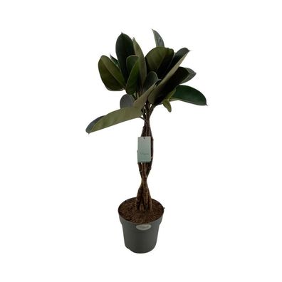 Ficus Elastica Burgundy - Zimmerpflanze - Ø24cm - 100cm