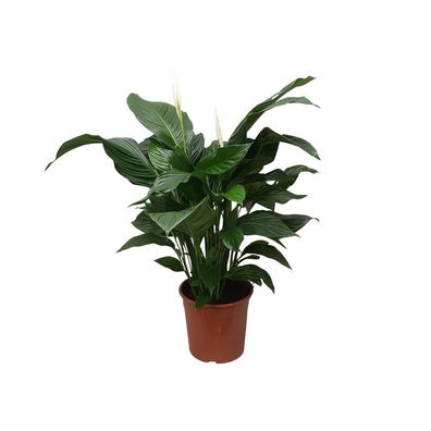 Spathiphyllum Sweet Silvana - Zimmerpflanze - Ø24cm - 80cm