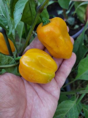 Chili Habanero ohne Schärfe - Grenada Seasoning 5+ Samen - Seeds Ch 231