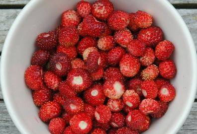 Samen - Walderdbeere Rugia - wild strawberry - Fragaria vesca - 10+ Samen G 134
