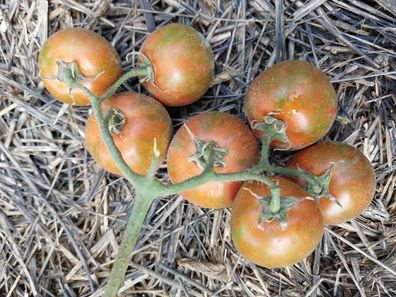 Tomate Cal Red and Green 5+ Samen - Seeds - Samenfeste Stabtomate P 533