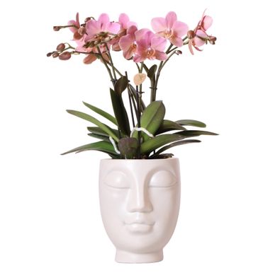 Kolibri-Orchideen – Rosafarbene Phalaenopsis-Orchidee im weißen Face-to-Face-Siert...