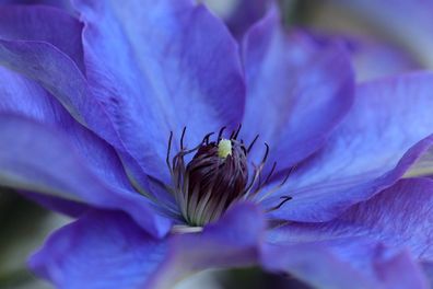 Großblumige Clematis ´The President´ - Großblumige Waldrebe - Hybride im 2-Liter Topf