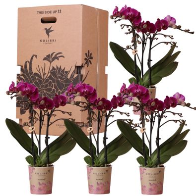 Kolibri Orchids - Überraschungsbox einfarbig - Pflanzen Vorteilsbox - mit 4 versch...