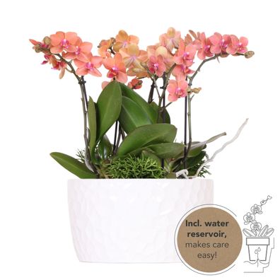 Kolibri Orchids - orangefarbenes Pflanzenset in Honigschale inkl. Wasserreservoir ...
