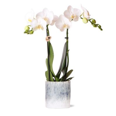 Kolibri Orchids - weiße Phalaenopsis Orchidee - Amabilis + Sky Topf - Topfgröße ...