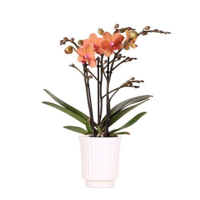 Kolibri Orchids - Orange Phalaenopsis Orchidee - Bozen + Retro weiß - Topfgröße ...
