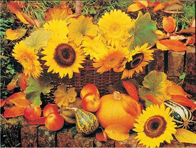 Herbsternte mit Sonnenblumen
