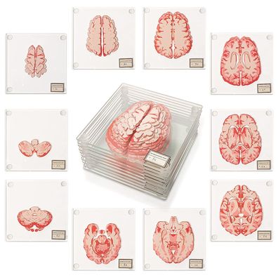 Gehirnprobenuntersetzer anatomische Neurowissenschaft, Geschenke
