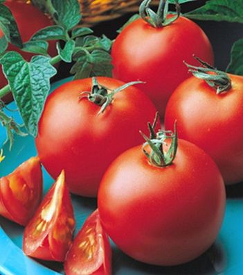 Tomaten Matina sehr früh, keine Hybride! Samen