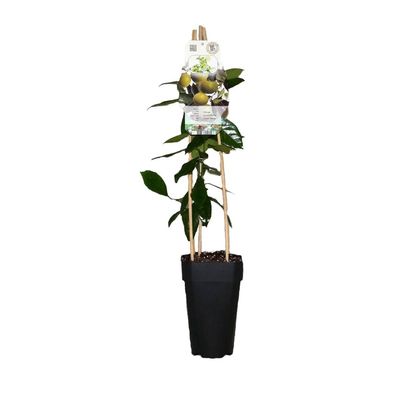 Limettenbaum - Lima Verde, Caipirinha Limette 50-70 cm Citrus