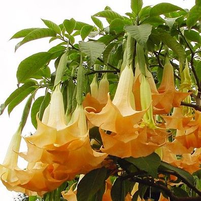 Engelstrompete "Orangy", intensiv leuchtend orange, große Blüten, Brugmansia, Datura