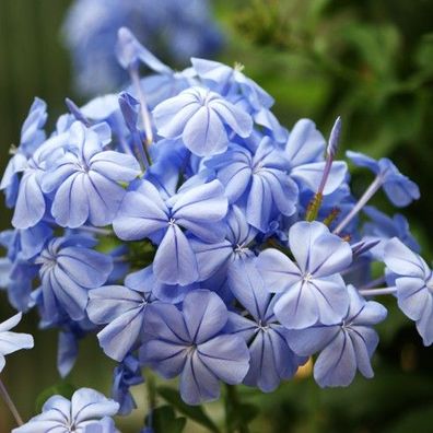 Plumbago blau ein Traum im 4 Liter Kübel, Bleiwurz, Kübelpflanze (Engelstrompete)
