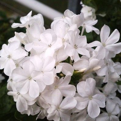 Plumbago Weiß schöne Jungpflanze im 9 cm Topf, Kübelpflanze, (Engelstrompete)