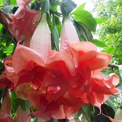Engelstrompete "Phänomenal", mit dunkellachs bis rosafarbigen gefüllten großen Blüten