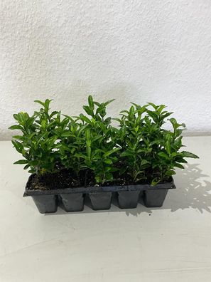 Sonderangebot 200 Euonymus jap. Green Spire 20x 10er Tray Pflanzen 7-14 cm