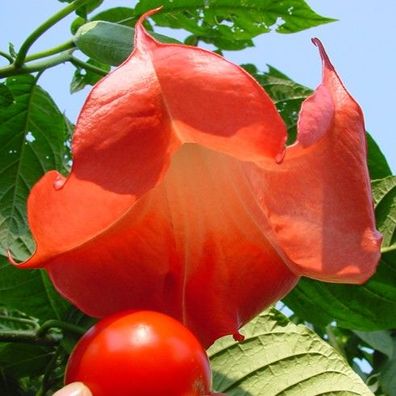 Engelstrompete "Super Spot" Eine Anfängerpflanze mit tomatenroten Blüten, Brugmansia