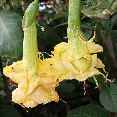 Engelstrompete "Angels Golden Shower" tolle mehrfach gefüllte Blüten Kübelpflanze