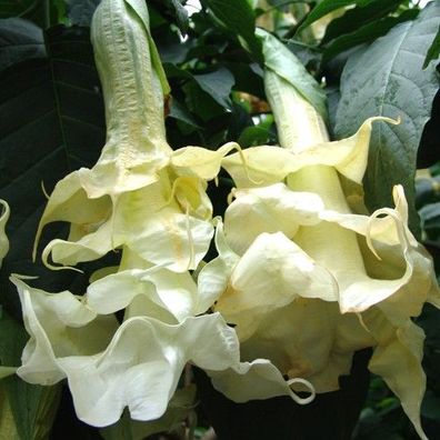 Engelstrompete "Angels Sunbeam" große 3 bis 4 fach etagierte Blüten (Datura, Abutilon