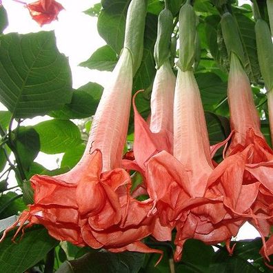 Engelstrompete Pink Perfektion 80-100 cm große 2 Jahre alte Pflanze im 5 Liter Kübel