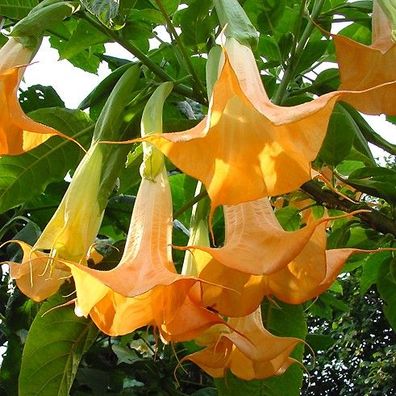Engelstrompete "Color Point" unglaublich blühstark mit leuchtenden orangen Blüten