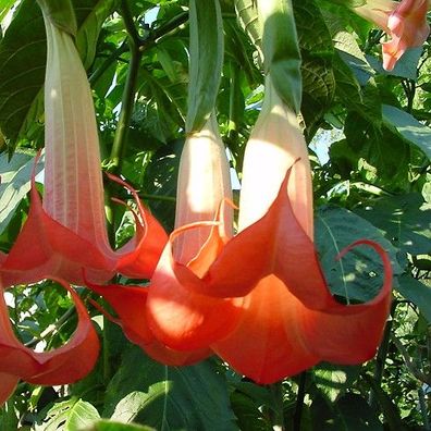 Engelstrompete "Joli", eine ideale Anfängerpflanze mit leuchtenden Blüten (Brugmansia
