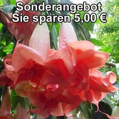 Engelstrompete "Phänomenal" mehrfach gefüllte Blüten Sonderangebot Sie sparen 5,00 €