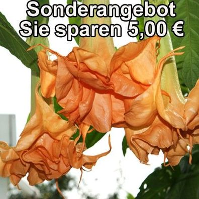 Sonderangebot Engelstrompete "Angels Sunexplosion" 3 jährige Pflanze im 5 L Kübel