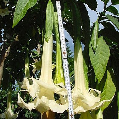 Engelstrompete "Angels Fantasy" imposant große, etwa 40 cm lange weiße Blüten (Datura