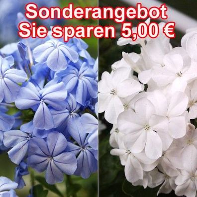 Sonderangebot Plumbagopaket weiß + blau 2 große Pflanzen (Engelstrompete)
