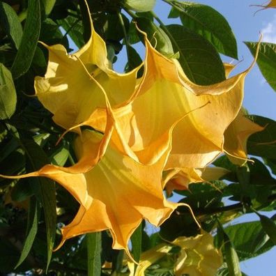 Engelstrompete "Goldstar", Jungpflanze im 9 cm Topf, Kübelpflanze, Brugmansia
