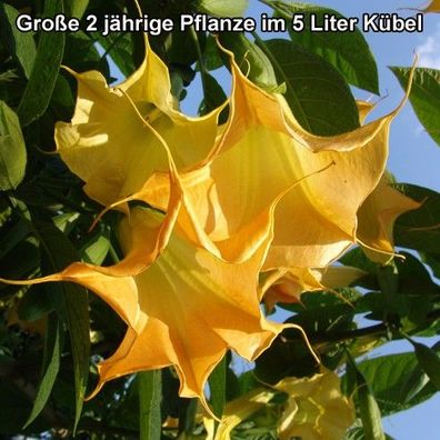 Engelstrompete "Goldstar" mit tollen, leuchtenden gelben Blüten (Datura Kübelpflanze)