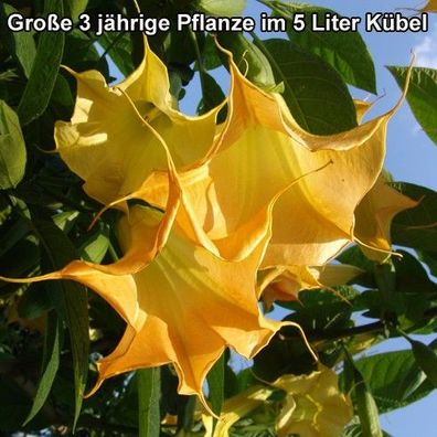 Engelstrompete "Goldstar" 80-100 cm große 3 jährige Pflanze im 5 Liter Kübel (Datura)