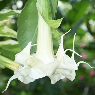 Engelstrompete "Flowerdream", Jungpflanze im 9 cm Topf (Kübelpflanze Brugmansia)