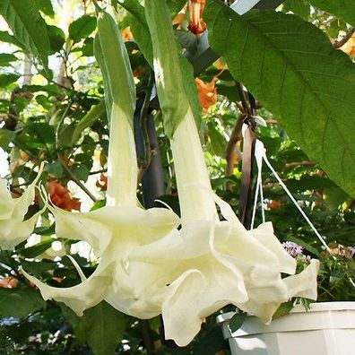 Engelstrompete "Angels Cloud" bis zu 40 cm lange Blüten (Datura Kübelpflanze Rose)