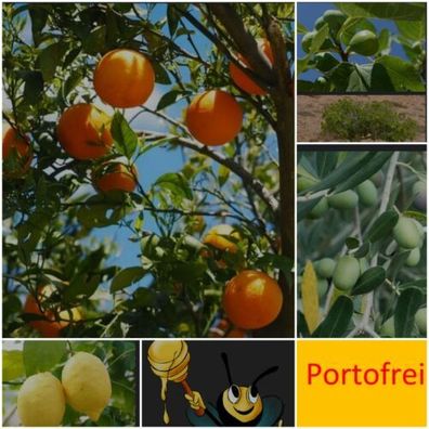 4x Mediterrane Obstbäume Feige Zitrone Orange Olive Baum Garten Balkon Frucht