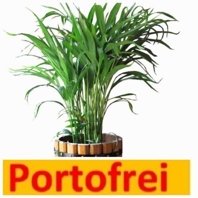 Palme Kentiapalme Howea forsteriana mit Fiederblättern ca 100 cm Pflanze
