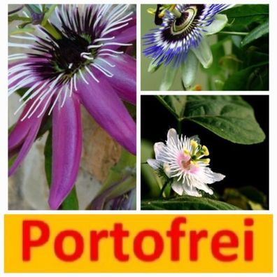 Drei Pflanzen Passionsblume Avalanche, Pura Vida und Purple Haze winterhart