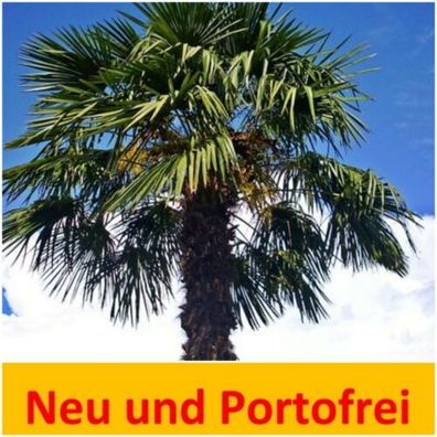 Palme ca 90 cm Trachycarpus Fortunei, Hanfpalme, winterhart bis -18°C ?