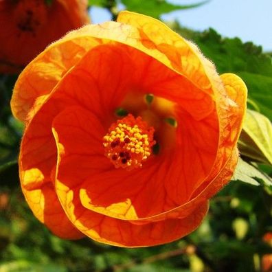 Schönmalve "Apfelsine" leuchtend orangefarbenen Blüten (Abutilon Engelstrompete Rose)