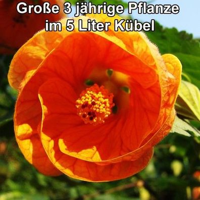 Schönmalve "Apfelsine" leuchtend orangefarbenen Blüten (Abutilon Engelstrompete)