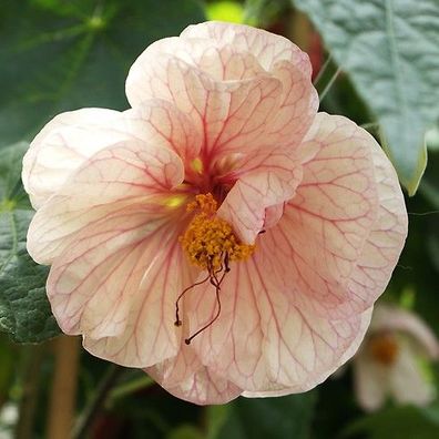 Schönmalve "Elfe", Pflanze große Blüten mit toller Maserung (Engelstrompeten Rose)