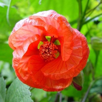 Schönmalve "Himbeere", mit himbeerroten Blüten (Engelstrompeten Kübelpflanze Rose)