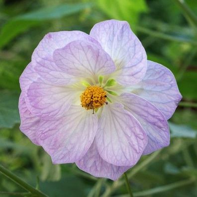 Schönmalve "Color Sensation" eine Kübelpflanze mit großen, zart lila farbigen Blüten.
