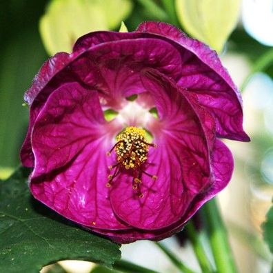 Schönmalve "Lilac Wonder" intensiver Farbton in dunklem Lila (Engelstrompete Datura)