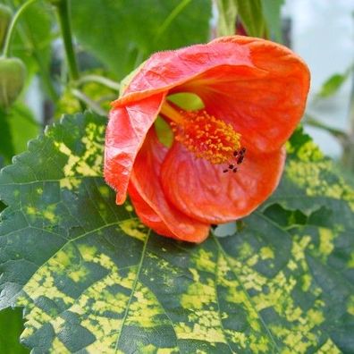 Schönmalve "Pictum Orange" orangefarbige Blüten und gelb-grüne Blätter (Datura Rose)