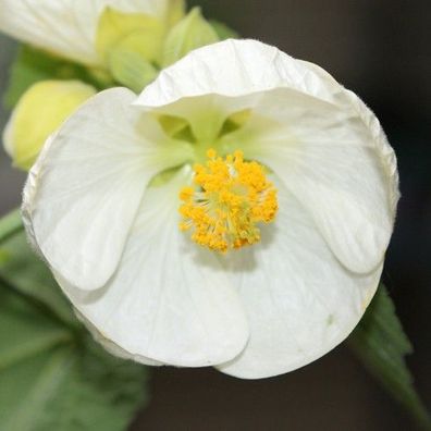 Schönmalve "Schneeweißchen", strahlend weiße Blüten, Abutilon (Engelstrompeten Rose )