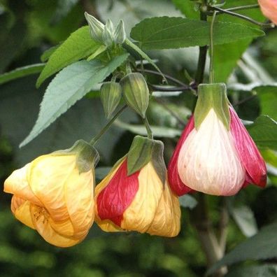 Schönmalve "Versicolor", unterschiedliche Blütenfarben an einer Pflanze, Abutilon