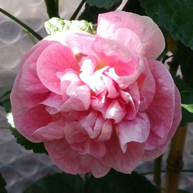 Schönmalve "Victorian Lady" rosa gefüllte Blüten, Abutilon, Kübelpflanze (Datura)